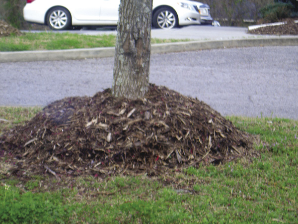 Wood-chip mulch is piled 2-3 feet deep around a tree.